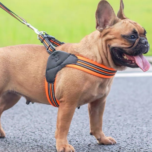 ARNES Y CORREA PREMIUM