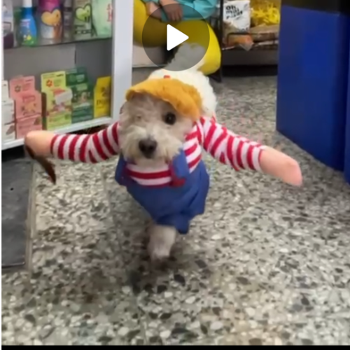 DISFRAZ CHUCKY